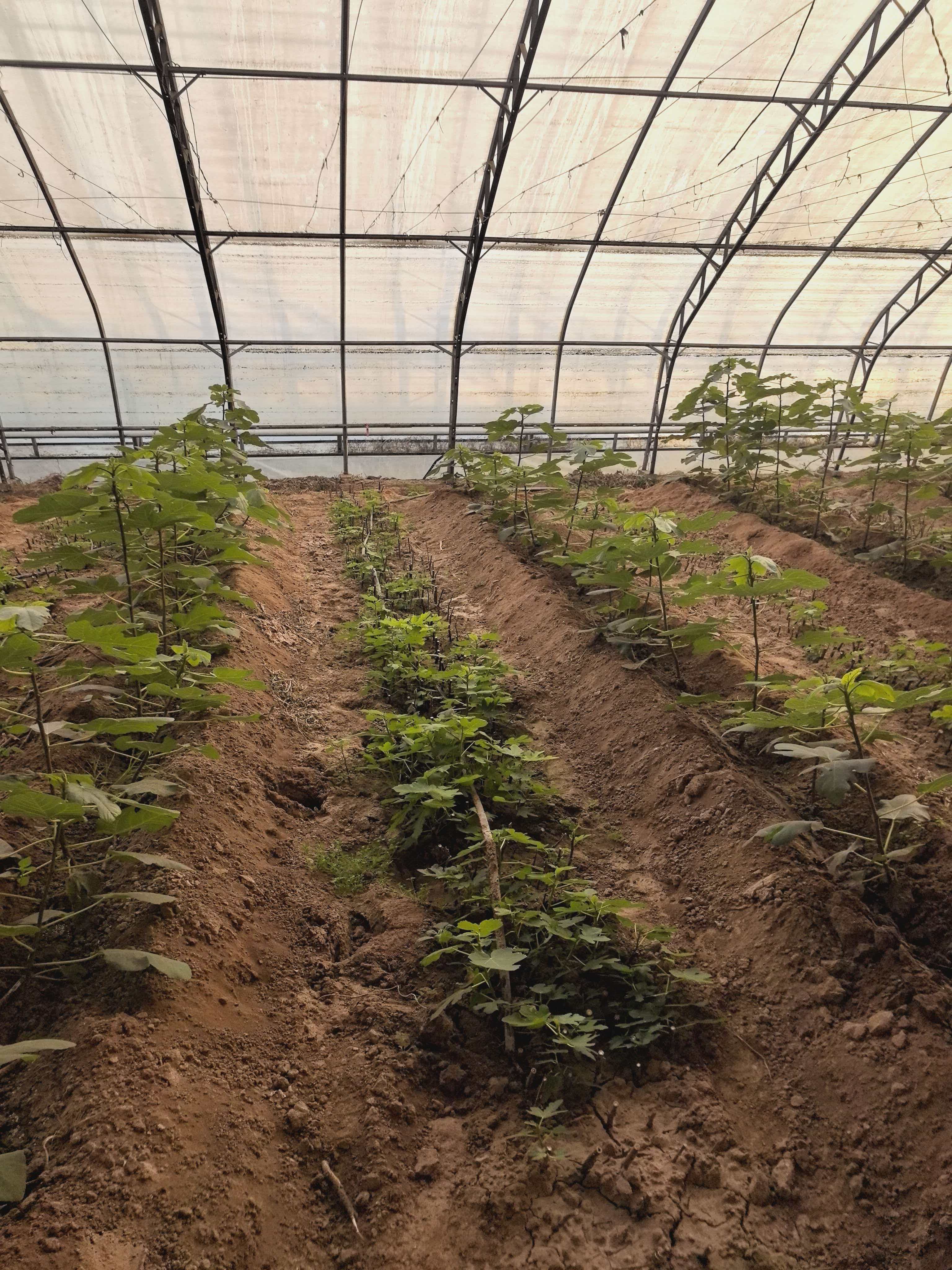 无花果种植基地2